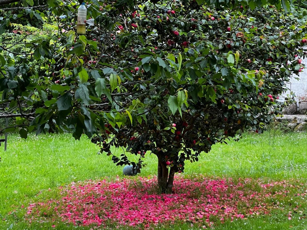 La Casita De Olivia Espinaredo Villa La Villa Bagian luar foto